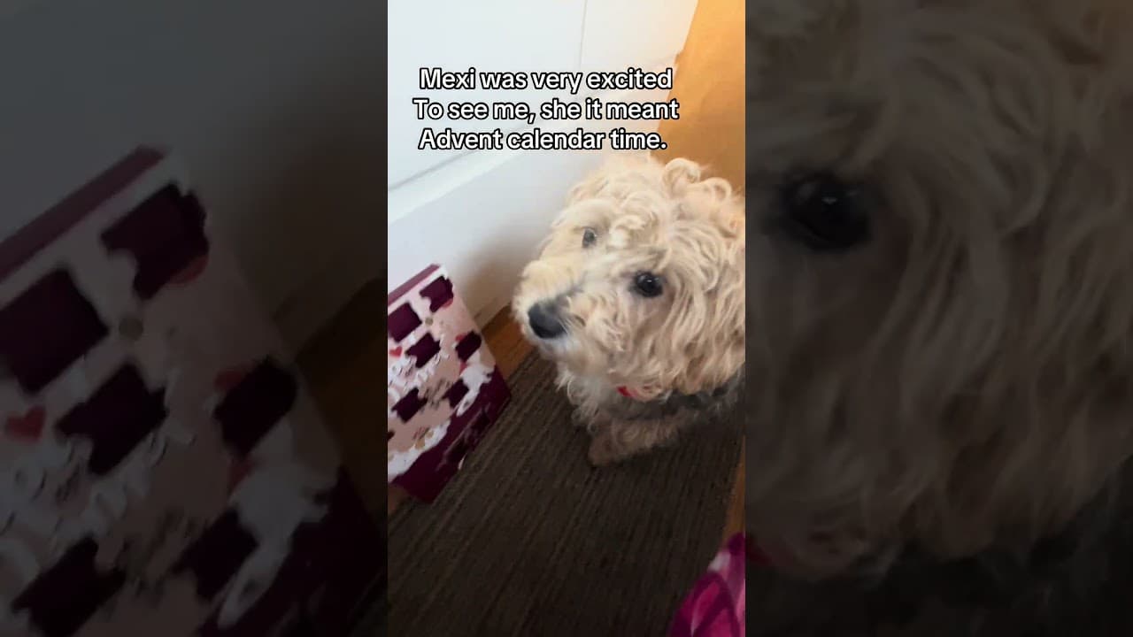 When You Get This Welcome Home. #mexitheboatdog #narrowboatlife